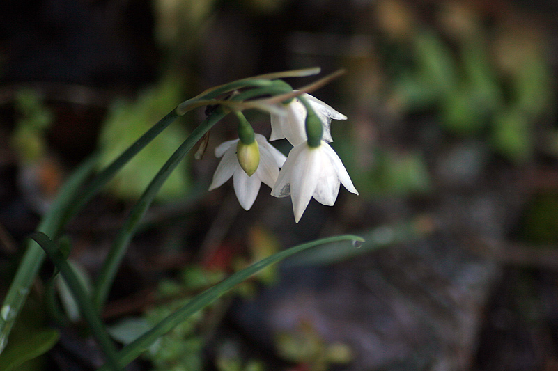 Leucojum nicaeense  / Campanellino nizzardo.